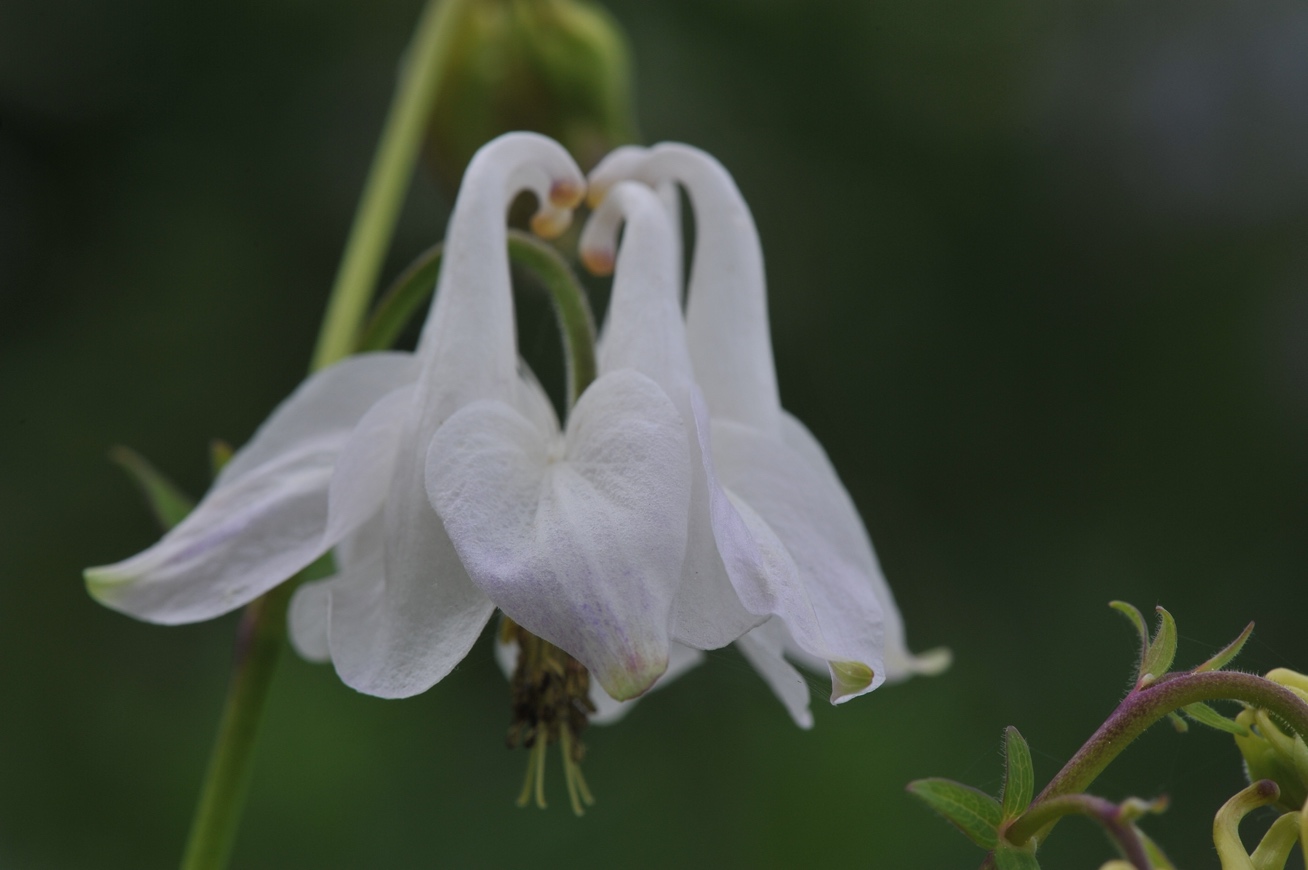 Image 100000000000051C0000036699DADA12.jpg