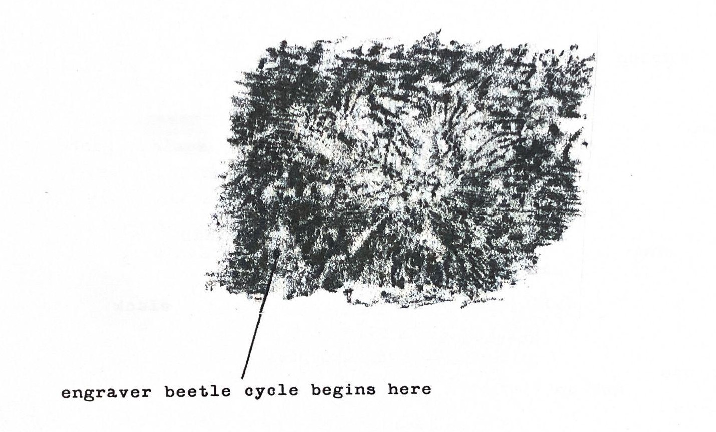 Image 10000000000005950000035E620FD404.jpg